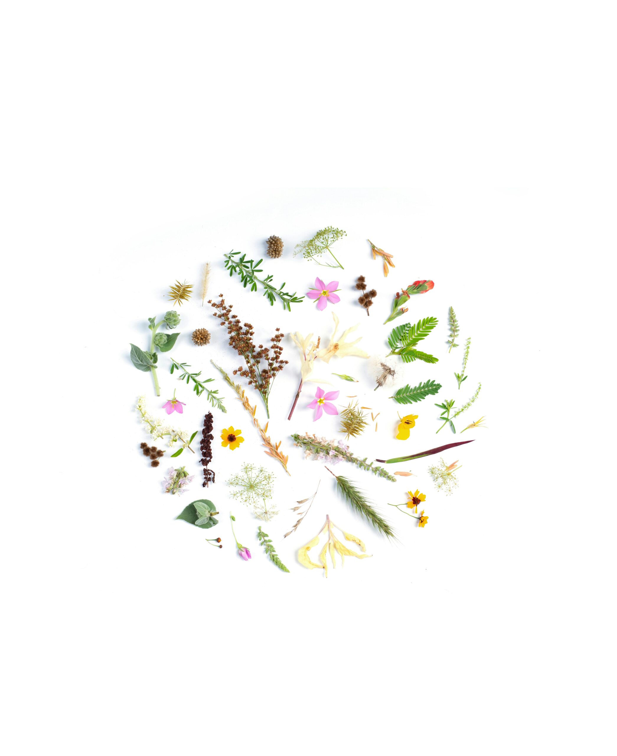 A creative arrangement of diverse botanical elements forming a circle on a white background.